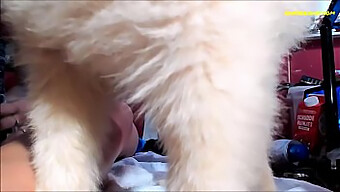 Young Siswet Exploring Big Black Cock Anal And Gape In Hd Video